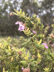 Thomasia petalocalyx