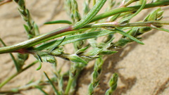 Corispermum americanum