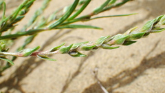 Corispermum americanum