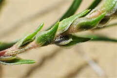 Corispermum americanum