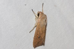 Mythimna convecta