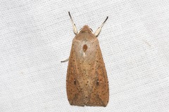Mythimna convecta