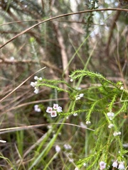 Erica margaritacea