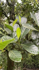 Artocarpus heterophyllus