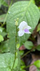 Ruellia repens