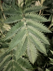 Melianthus major