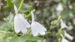 Rhinacanthus nasutus