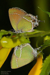 Callophrys xami