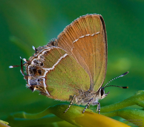 Xami Hairstreak photo 3