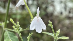Rhinacanthus nasutus