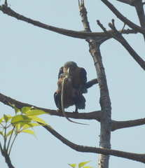 Coracias benghalensis