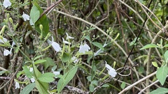 Rhinacanthus nasutus