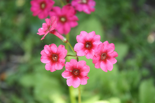 Primula japonica
