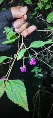 Lantana hirta