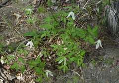 Clematis alpina sibirica