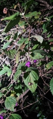 Lantana hirta