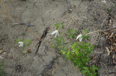 Clematis alpina sibirica