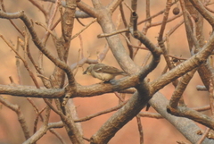 Gymnoris xanthocollis