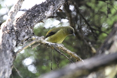 Anthornis melanura