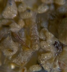 Turritellella shoneana