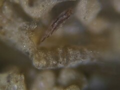 Turritellella shoneana