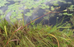 Persicaria hastatosagittata