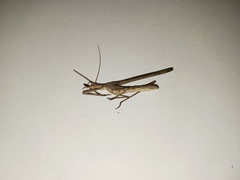 Zaprochilus australis