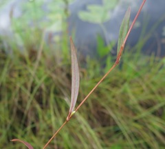 Persicaria hastatosagittata