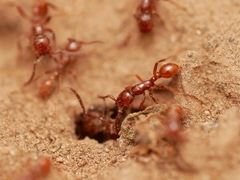 Neivamyrmex nigrescens