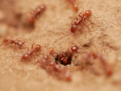 Neivamyrmex nigrescens