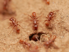 Neivamyrmex nigrescens