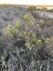Baccharis pilularis