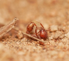 Neivamyrmex nigrescens