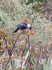 Prosthemadera novaeseelandiae