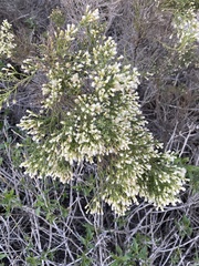 Baccharis pilularis