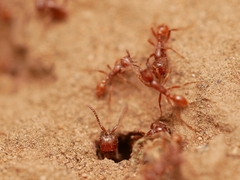 Neivamyrmex nigrescens