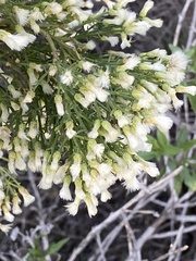 Baccharis pilularis