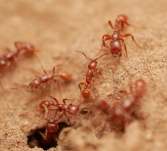 Neivamyrmex nigrescens