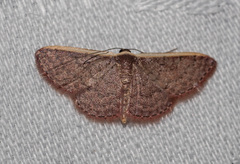 Idaea inversata