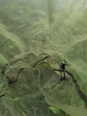 Leucorrhinia orientalis