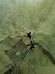 Leucorrhinia orientalis