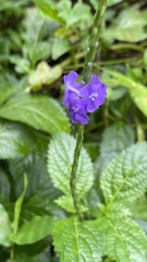 Stachytarpheta jamaicensis