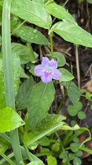 Ruellia repens