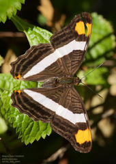 Adelpha fessonia