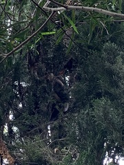 Pseudocheirus peregrinus