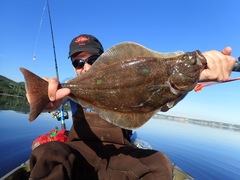 Hippoglossus hippoglossus