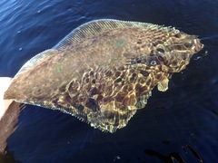 Hippoglossus hippoglossus