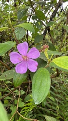 Melastoma