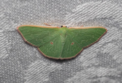 Chlorocoma cyclosema