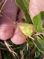 Rabdophaga strobiloides